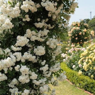 Штамб Сноу Гус