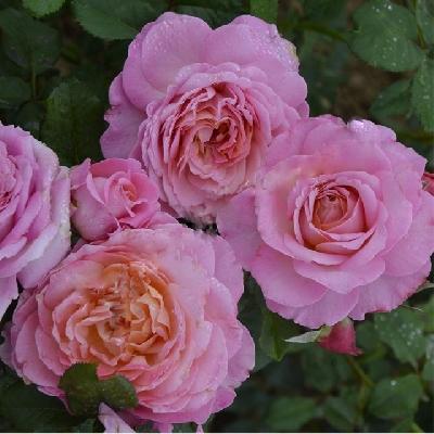 Йоханна Тюйяр