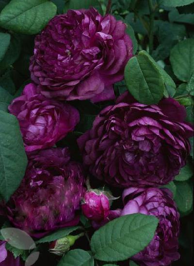 �������� �� �������