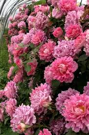 ФЕНСИ РАФФЛ