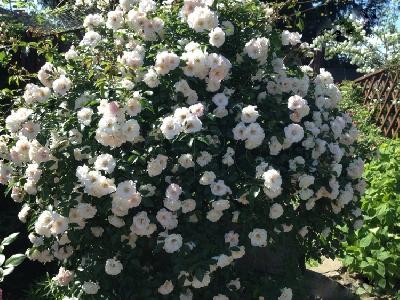 ��� ����������