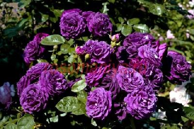 Штамб Твайлайт Зоун