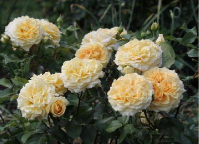 ����� ����