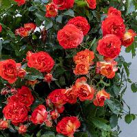 Мисс Танжерин