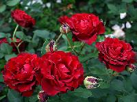 ����� ���� � �������