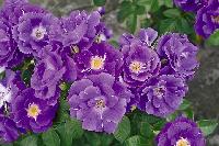 �������� �� ���