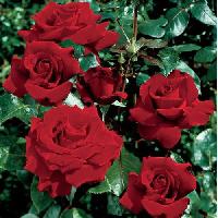 ������ �������