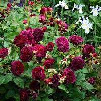 Штамб Вилльям Шекспир 2000