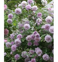 ����� ���