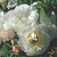 ���� ����