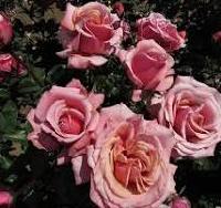 Трyли Скрампшоc