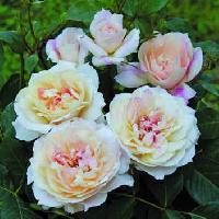 ������ �������