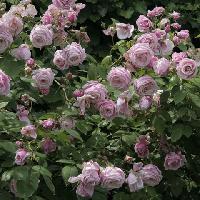 Блоссомтайм