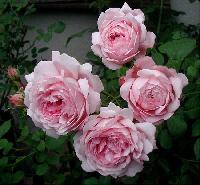 ���� �� ���