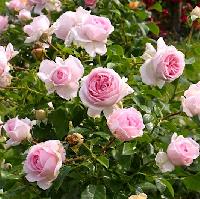 Велленшпиль