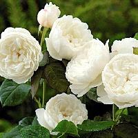 ������ ��� ������