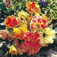 ��� ������