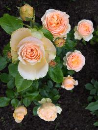 ��������� ������