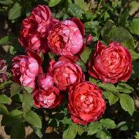 ����� ������� 