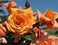 Танжеринг Скайз