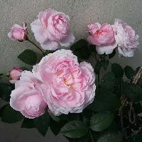 �������� �������