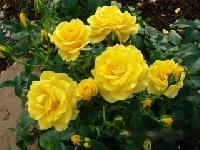 ͸�� ������ �����