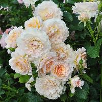 �������� ������� (������ �����)