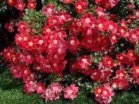 ������ �����������