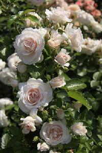 ���� ����