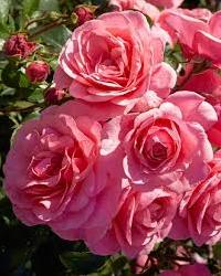 Элейн Пэйдж