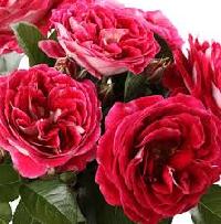 ��������� �� ��������