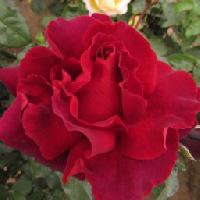 ���� �� ���