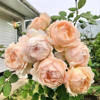 ��������� ��� ����