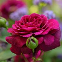 ��� ������