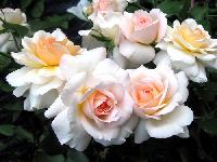 ����� �����