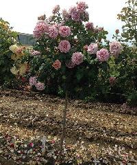 ����� ���� ����