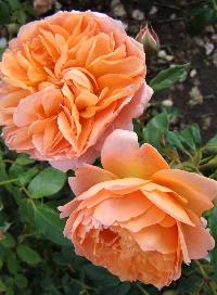 Марк Джубили