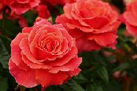 �� �� ���������