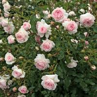 ����� �������