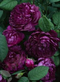 Кардинал Дэ Ришелье